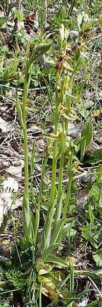 Ophrys araneola deformation \ Kleine Spinnen-Ragwurz / Small Spider Orchid (Gendefekt / genetic defect), D  Königheim 3.5.2021 