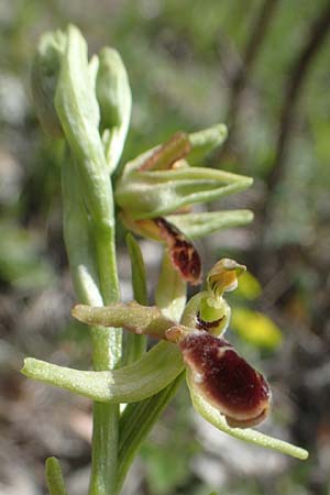 Ophrys araneola deformation \ Kleine Spinnen-Ragwurz / Small Spider Orchid (Gendefekt / genetic defect), D  Königheim 3.5.2021 