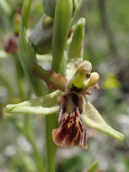 Ophrys araneola deformation \ Kleine Spinnen-Ragwurz / Small Spider Orchid (Gendefekt / genetic defect), D  Königheim 3.5.2021 