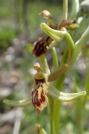 Ophrys araneola deformation \ Kleine Spinnen-Ragwurz / Small Spider Orchid (Gendefekt / genetic defect), D  Königheim 3.5.2021 