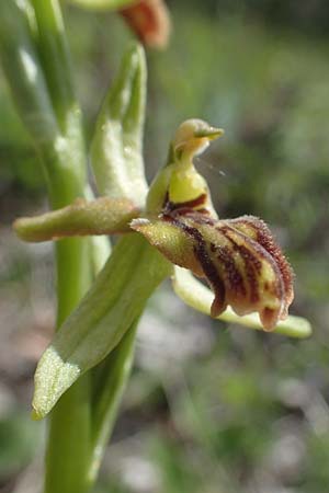 Ophrys araneola deformation \ Kleine Spinnen-Ragwurz / Small Spider Orchid (Gendefekt / genetic defect), D  Königheim 3.5.2021 