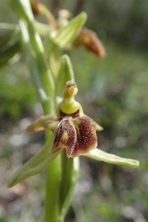 Ophrys araneola deformation \ Kleine Spinnen-Ragwurz / Small Spider Orchid (Gendefekt / genetic defect), D  Königheim 3.5.2021 