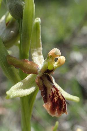 Ophrys araneola deformation \ Kleine Spinnen-Ragwurz / Small Spider Orchid (Gendefekt / genetic defect), D  Königheim 3.5.2021 