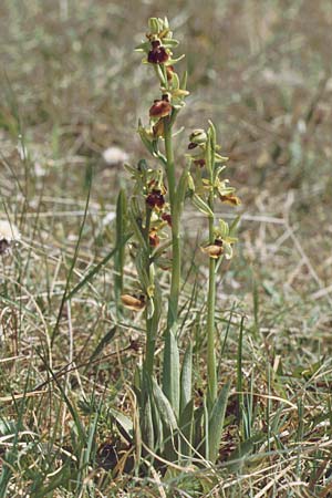 Ophrys araneola \ Kleine Spinnen-Ragwurz, D  Gruibingen 6.5.1990 