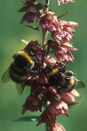 Epipactis atrorubens + Dunkle Erdhummel Bombus terrestris, D Schwbische Alb 16.7.05