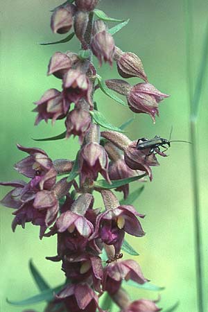 Epipactis atrorubens + Schenkelkfer Oedemera virescens, D Schwbische Alb 16.7.05