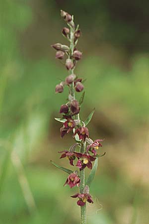 Epipactis atrorubens \ Braunrote Ständelwurz / Dark-red Helleborine, D  Mannheim 27.6.2004 