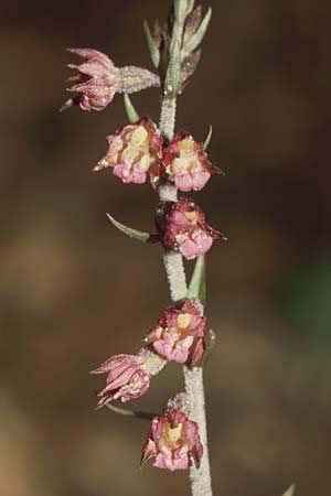 Epipactis atrorubens \ Braunrote Ständelwurz / Dark-red Helleborine, D  Mannheim 8.7.2004 