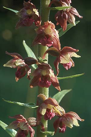 Epipactis atrorubens \ Braunrote Ständelwurz / Dark-red Helleborine, D  Deggingen 25.7.2004 