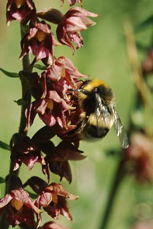 Epipactis atrorubens \ Braunrote Ständelwurz / Dark-red Helleborine, D  Deggingen 29.7.2004 