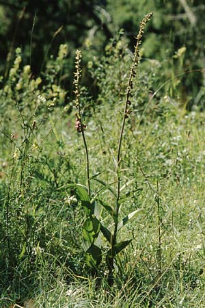 Epipactis atrorubens \ Braunrote Ständelwurz / Dark-red Helleborine, D  Deggingen 29.7.2004 