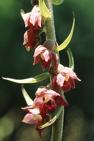 Epipactis atrorubens \ Braunrote Ständelwurz / Dark-red Helleborine, D  Deggingen 29.7.2004 