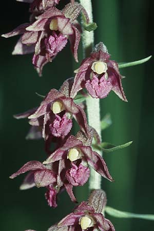 Epipactis atrorubens \ Braunrote Ständelwurz / Dark-red Helleborine, D  Deggingen 16.7.2005 