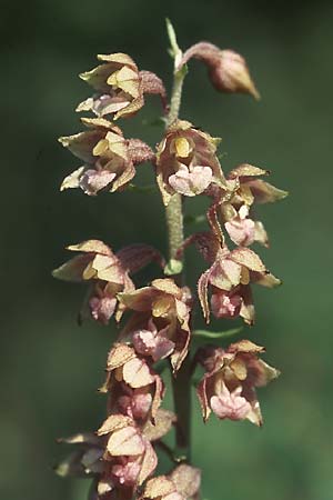 Epipactis atrorubens \ Braunrote Ständelwurz / Dark-red Helleborine, D  Deggingen 16.7.2005 