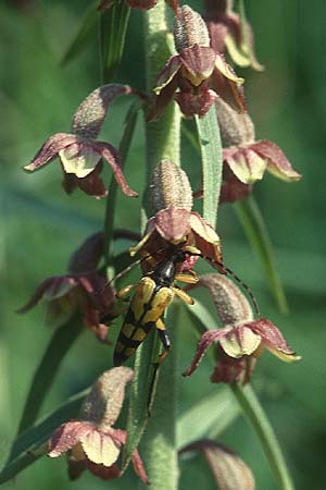 Epipactis atrorubens + Gefleckter Schmalbock Stranglia maculata, D Schwbische Alb 16.7.05