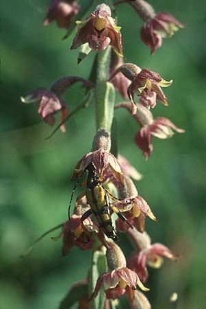 Epipactis atrorubens + Gefleckter Schmalbock Stranglia maculata, D Schwbische Alb 16.7.05