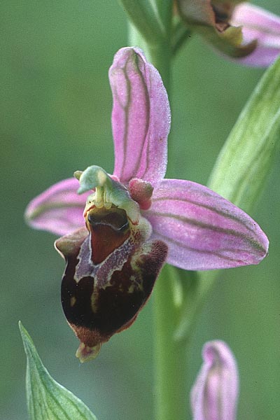 Ophrys apifera x holoserica, D   Saarland Gersheim 16.5.1990 