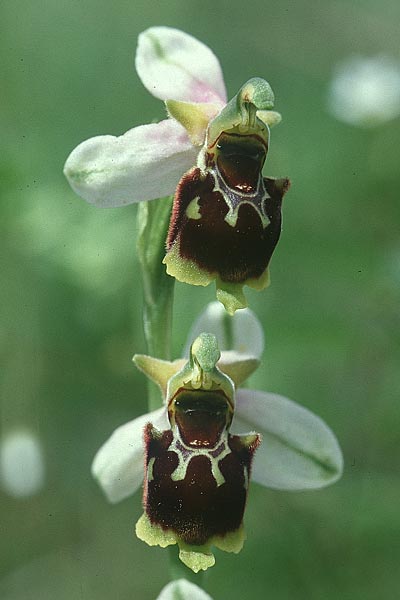 Ophrys apifera x holoserica, D   Saarland Badstube 6.6.1998 