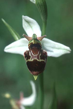 Ophrys apifera x holoserica, D   Saarland Badstube 4.6.2005 