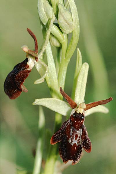 Ophrys insectifera x sphegodes, D   Pfalz/Palatinate 6.5.2003 