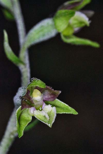 Epipactis atrorubens x microphylla, D   Sachsen-Anhalt, Hettstedt 24.6.2021 (Photo: Roland Nagel)