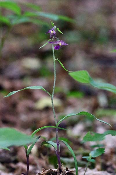 Epipactis atrorubens x microphylla, D   Sachsen-Anhalt, Hettstedt 24.6.2021 (Photo: Roland Nagel)