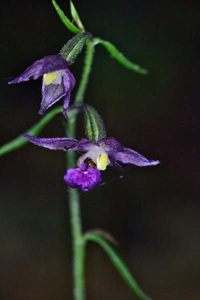 Epipactis atrorubens x microphylla, D   Sachsen-Anhalt, Hettstedt 24.6.2021 (Photo: Roland Nagel)