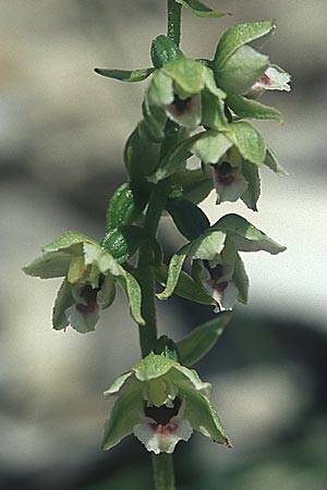Epipactis atrorubens x muelleri, D   Geislingen a.d.Steige 29.7.2004 