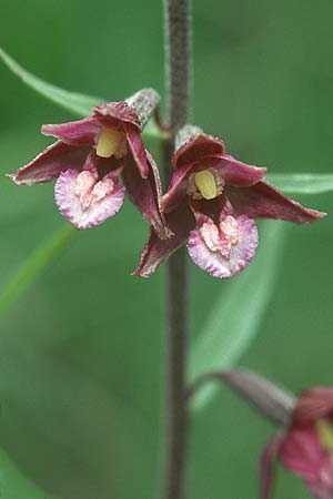 Epipactis atrorubens x palustris, D   Pupplinger Au 16.7.2005 