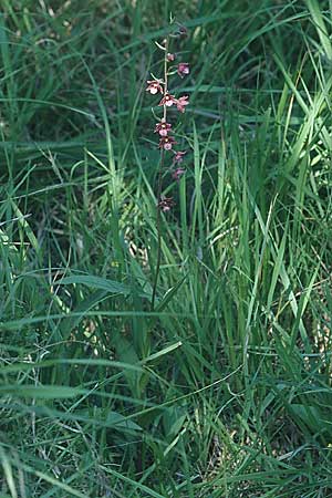 Epipactis atrorubens x palustris, D   Pupplinger Au 29.7.2004 