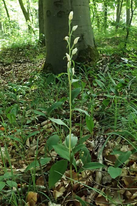 Cephalanthera damasonium \ Bleiches Waldvögelein, Weißer Waldvogel, D  Eiersheim 31.5.2025 