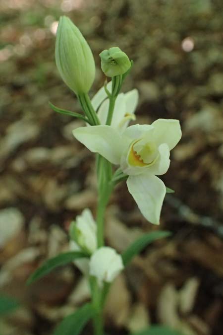 Cephalanthera damasonium \ Bleiches Waldvögelein, Weißer Waldvogel, D  Eiersheim 31.5.2025 