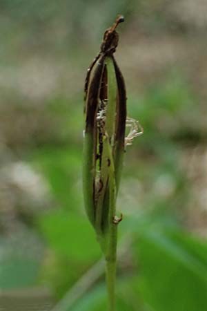 Cephalanthera longifolia \ Schwertbl&auml;ttriges Waldv&ouml;gelein / Sword-Leaved Helleborine, D  Neustadt an der Weinstra&szlig;e 20.9.2026 