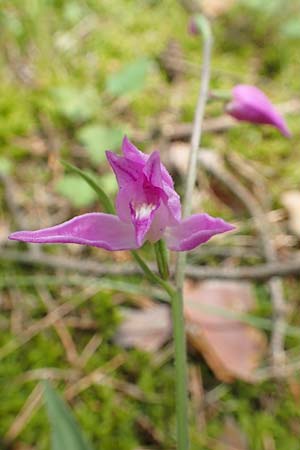Cephalanthera rubra \ Rotes Waldvögelein, D  Seeheim an der Bergstraße 12.6.2019 