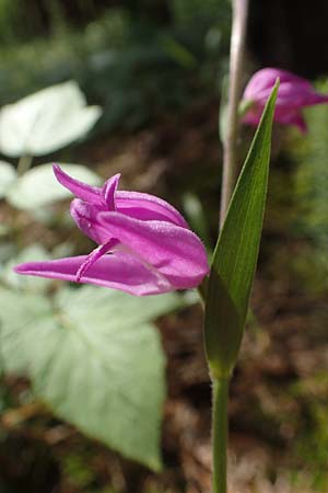 Cephalanthera rubra \ Rotes Waldvögelein, D  Seeheim an der Bergstraße 12.6.2019 