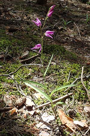 Cephalanthera rubra \ Rotes Waldvögelein, D  Seeheim an der Bergstraße 12.6.2019 