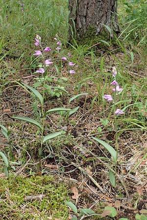 Cephalanthera rubra \ Rotes Waldvögelein, D  Seeheim an der Bergstraße 12.6.2019 
