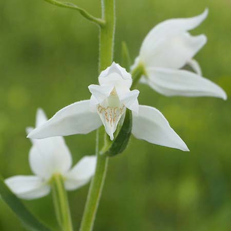 Cephalanthera rubra forma alba \ Rotes Waldvögelein, D  Kaiserstuhl 4.6.2017 (Photo: Uwe Reinbold)