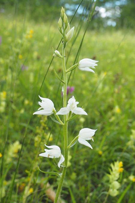 Cephalanthera rubra forma alba \ Rotes Waldvögelein, D  Kaiserstuhl 4.6.2017 (Photo: Uwe Reinbold)