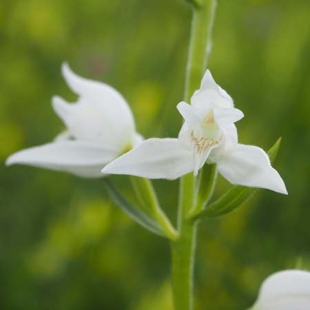 Cephalanthera rubra forma alba \ Rotes Waldvögelein, D  Kaiserstuhl 4.6.2017 (Photo: Uwe Reinbold)