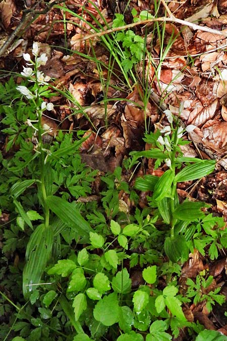 Cephalanthera damasonium x longifolia, D   Nebra 26.5.2025 (Photo: Roland Nagel)