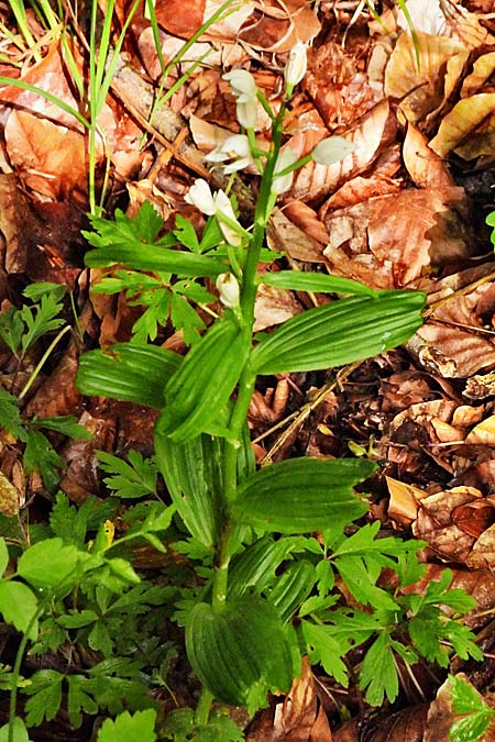Cephalanthera damasonium x longifolia, D   Nebra 26.5.2025 (Photo: Roland Nagel)