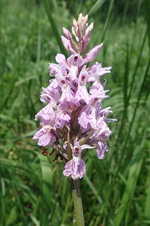 Dactylorhiza fuchsii \ Fuchssche Fingerwurz, Fuchssches Knabenkraut, D  Thüringen, Erfurt 19.6.2023 