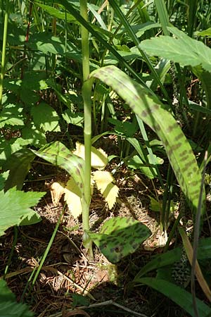Dactylorhiza fuchsii \ Fuchssche Fingerwurz, Fuchssches Knabenkraut, D  Thüringen, Erfurt 19.6.2023 