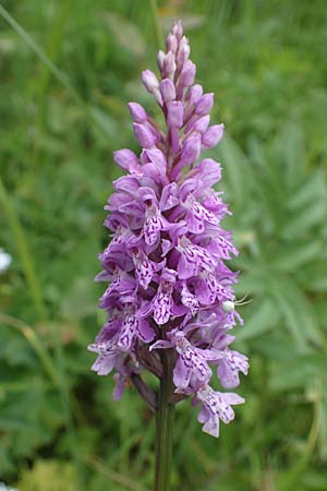 Dactylorhiza fuchsii \ Fuchssche Fingerwurz, Fuchssches Knabenkraut, D  Rhön, Rotes Moor 21.6.2023 
