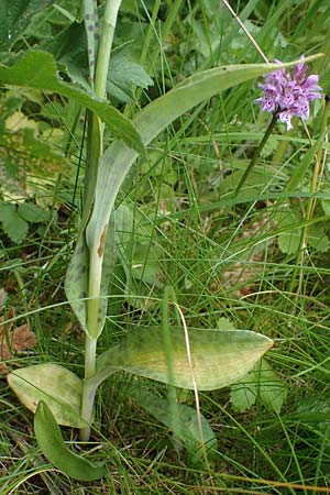 Dactylorhiza fuchsii \ Fuchssche Fingerwurz, Fuchssches Knabenkraut, D  Rhön, Rotes Moor 21.6.2023 