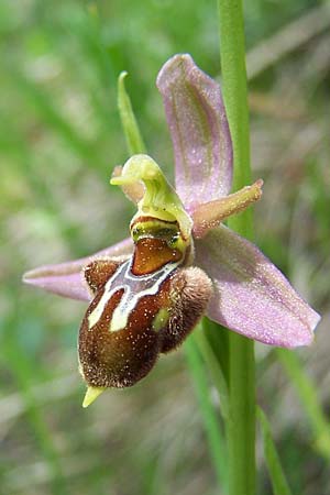 Ophrys apifera x sphegodes, D   Jena 3.6.2004 (Photo: Holger Disse)