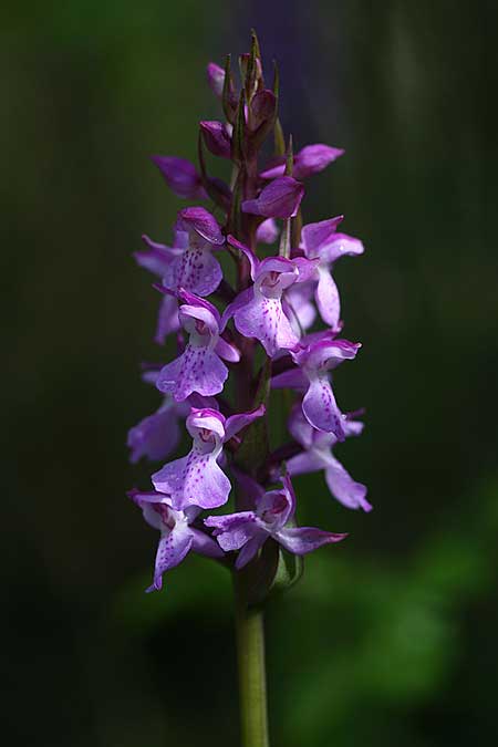 Dactylorhiza Hybrid-Population Berching, D  Berching-Pollanten 20.6.2015 (Photo: Helmut Presser)