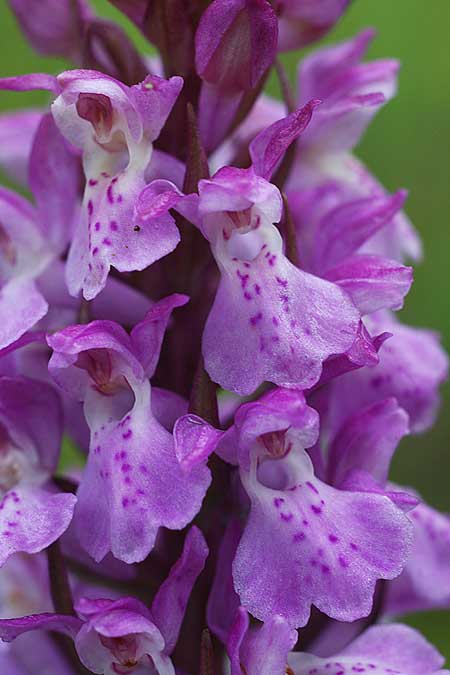Dactylorhiza Hybrid-Population Berching, D  Berching-Pollanten 20.6.2015 (Photo: Helmut Presser)