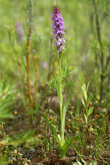 Dactylorhiza Hybrid-Population Berching, D  Berching-Pollanten 20.6.2015 (Photo: Helmut Presser)